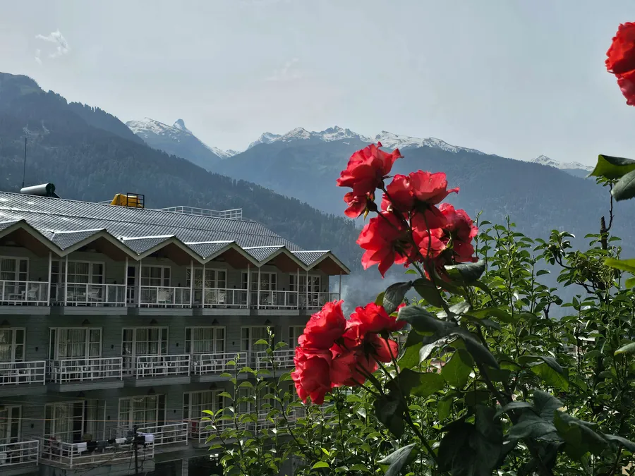 Hill hotel with red roses and snowy peaks behind it in Himachal